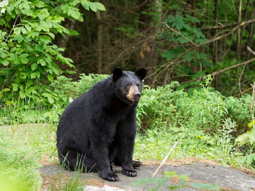 New Jersey Woman's Casual Response When Black Bear Sits Down to Hang Out is Impressive