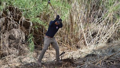 The invasive Arundo reed threatens Arizona rivers. Why getting rid of it is so difficult