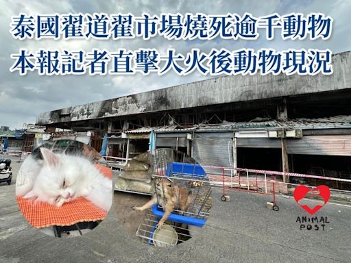 泰國翟道翟周末市場燒死逾千動物後 本報記者直擊火警後動物現況
