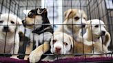 California Animal Shelter Introduces Policy Requiring Support of Gun Control for Pet Adoption