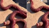 Watch: Strange Red Coloured Creature Spotted By Whale Watchers On Sea Shore - News18