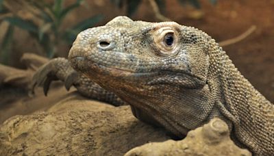 Komodo dragons have iron-coated teeth to help rip and tear prey, say scientists