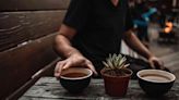 Kava: Everything You Need to Know