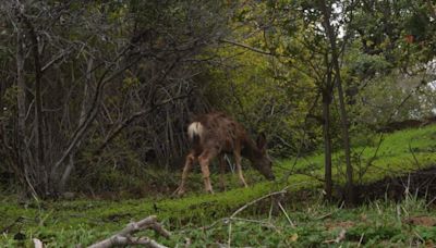 Conservación de la Isla Catalina cancela plan para erradicar a ciervos con tiradores en helicóptero