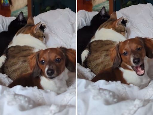 Mini dachshund raised by cats doesn't have single dog "bone in her body"