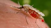 Djibouti fights deadly malaria wave with GMO mosquitoes | CNN