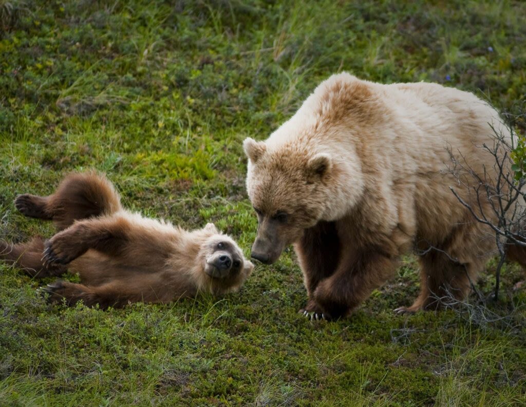 Feds will move grizzly bears into North Cascades