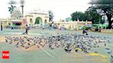 Prevent feeding of pigeons around palace: DC directs officials to spread awareness | - Times of India