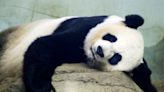 Two new giant pandas are returning to Washington’s National Zoo from China by the end of the year - The Boston Globe