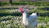 Blushing hens: Study finds French chickens get red in the face when scandalized