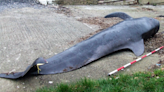 What a whale stranded on UK coast 10 years ago tells us about the climate crisis