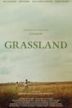 Grassland