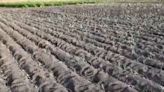 Agricultores de Lanzarote no volverán a plantar hasta que se solucionen los problemas con el agua