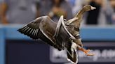 Goose On The Loose! Security Scrambles To Catch Rogue Bird During Dodgers Game