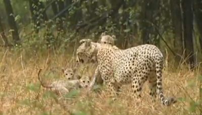 South African Cheetah Gamini, her 5 cubs enjoy monsoon showers at Kuno National Park | Watch | Today News