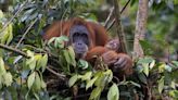 Sumatran orangutans start crafting their engineering skills as infants