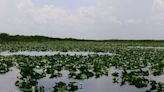 Everglades Restoration Complicated by Florida Agricultural Interests