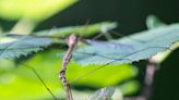 This invasive Maine bug could devour your lawn this spring