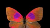 Animals see the world in different colours than humans – new camera reveals what this looks like