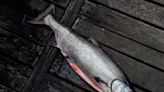 Some Alaskan salmon fisheries lose Ocean Wise label amid concern for B.C.-bound stock