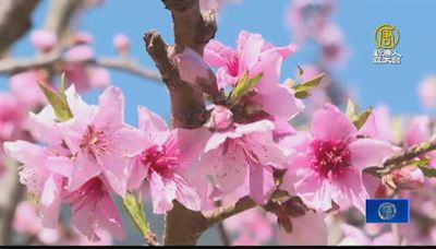 武陵農場桃花季登場 3月到4月初最佳賞花期