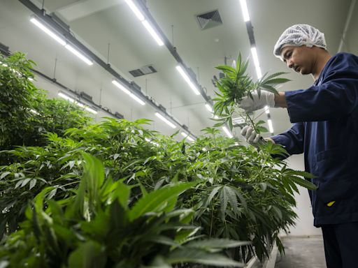 Thailand takes next step to relabel cannabis as narcotics: Post