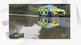 Royaume-Uni: des policiers britanniques appelés à l'aide pour un crocodile en plastique