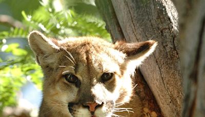 Colorado measure to ban mountain lion hunting garners enough signatures to make ballot