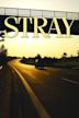 Stray