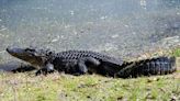 Alligator Spotted in New Jersey Lake Still at Large After a Week of Eluding Authorities