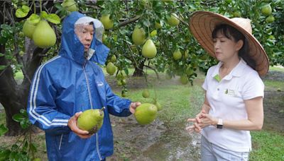 麻豆文旦平安過風災落果不到1成 柚農鬆口氣