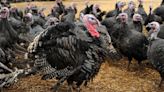 Consumers warned of ‘big, big’ shortage of British free range turkeys this Christmas