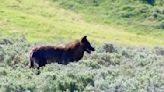 Watch: Yellowstone elk turns tables on wolf after stirring chase