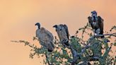 African birds of prey face decline with 90% of species threatened, study finds