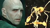 Descubren nueva hormiga en Australia y es nombrada “Voldemort”