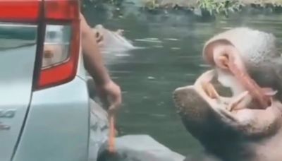 Indonesia Safari Park Visitor Throws Plastic Bag In Hippo's Mouth, Sparks Outrage