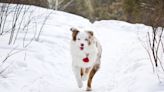 Deaf Mini Australian Shepherd's Hike Up Oregon Mountain with Mom Is So Inspiring