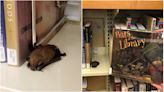 童話跑出來的？館方：看書睡著的很常見！但第一次看到蝙蝠睡著