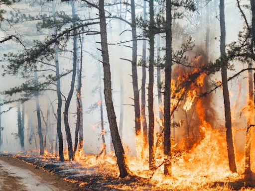 Wharton State Forest wildfire was started by fireworks, New Jersey fire service says