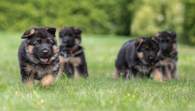 Stampede of German Shepherd Puppies Chasing Their Trainer Is Too Cute to Resist