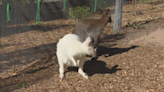 Albino wallaby featured at new Denver Zoo exhibit