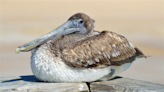 Santa Barbara Wildlife Care Networks prepares for Wild Talks amid incoming sickened pelicans