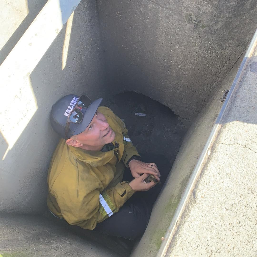 Six ducklings rescued from a storm drain in Salinas, firefighters said – KION546