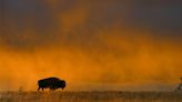 31,000 Bison Are Left in America. Scientists Have an Epic Plan to Save Them from Extinction.