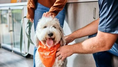 Treat your pup to a 5-star summer getaway at Dogtopia Vancouver | Curated