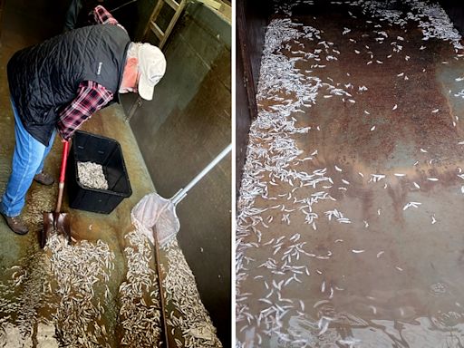 ‘Senseless’ Vandal Poisons Oregon Fish Hatchery, Killing 18,000 Salmon with Liquid Bleach