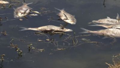 LDWF warns of possible fish kills ahead of streak of high temperatures