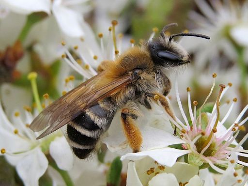 ¿Por qué hay cada vez menos salpicaduras de insectos en los coches?