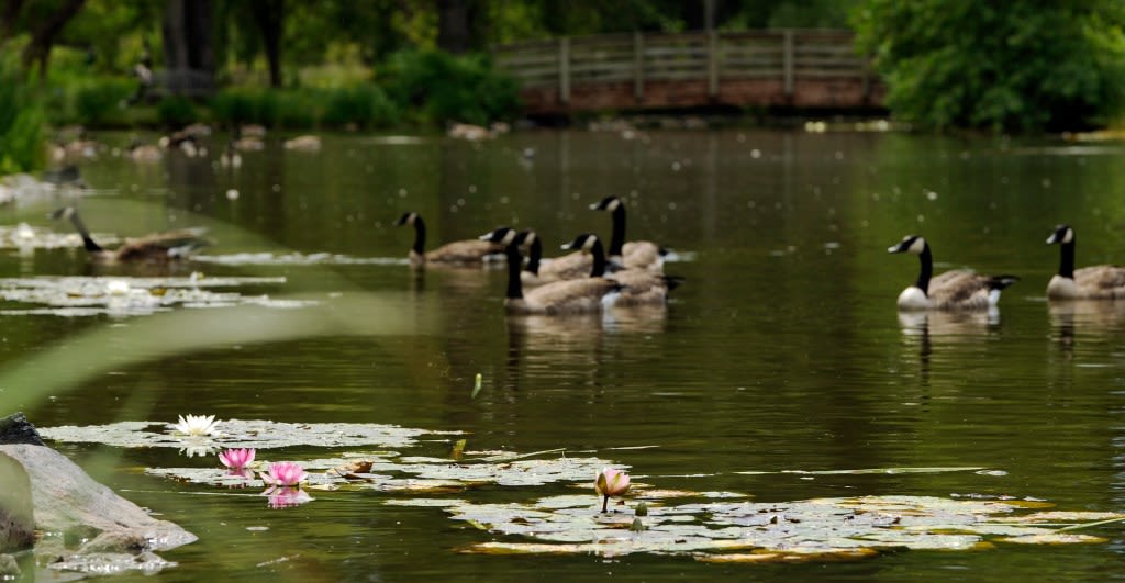 Find some home gardening inspiration at the region’s top free botanic gardens