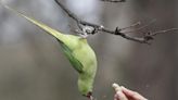 Parakeets on the menu for falcons after pigeons leave London in lockdown